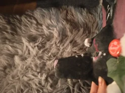 Hot Handmade black dog mask