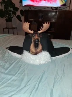 Outlet Hirvi karvahattu