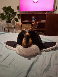 Outlet Hirvi karvahattu